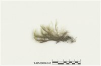 藏品(大竹苔)的圖片